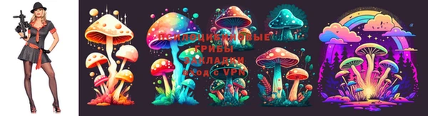 индика Аркадак